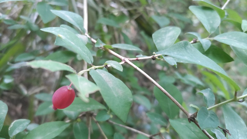 ウグイスカグラの果実 横浜市旭区大池町こども自然公園