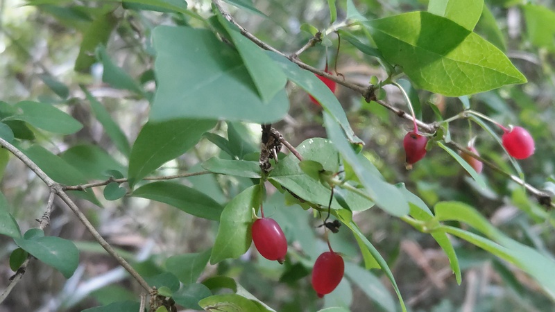 ウグイスカグラの果実 横浜市旭区大池町こども自然公園