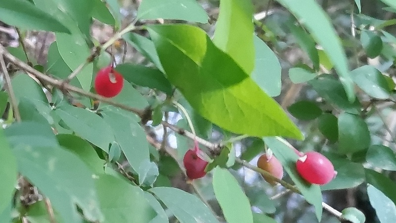 ウグイスカグラの果実 横浜市旭区大池町こども自然公園