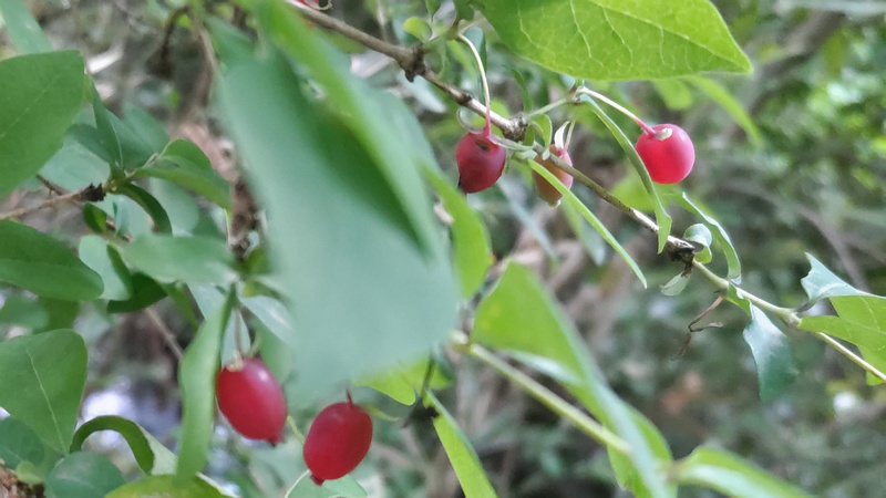 ウグイスカグラの果実 横浜市旭区大池町こども自然公園
