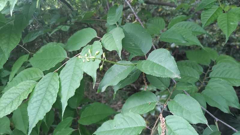 ウワミズザクラの若い果実 横浜市旭区大池町こども自然公園