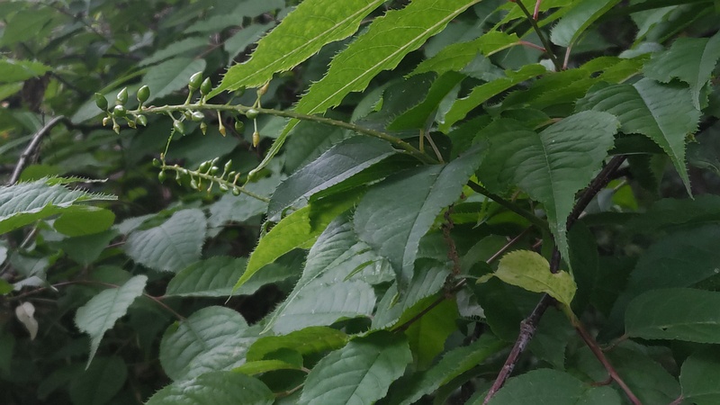 ウワミズザクラの若い果実 横浜市旭区大池町こども自然公園