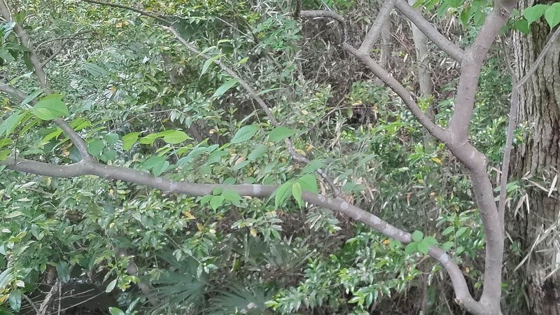 ウワミズザクラの若い果実 横浜市旭区大池町こども自然公園