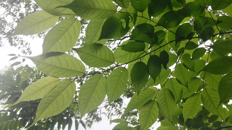 ウワミズザクラの若い果実 横浜市旭区大池町こども自然公園