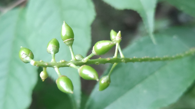 ウワミズザクラの若い果実 横浜市旭区大池町こども自然公園
