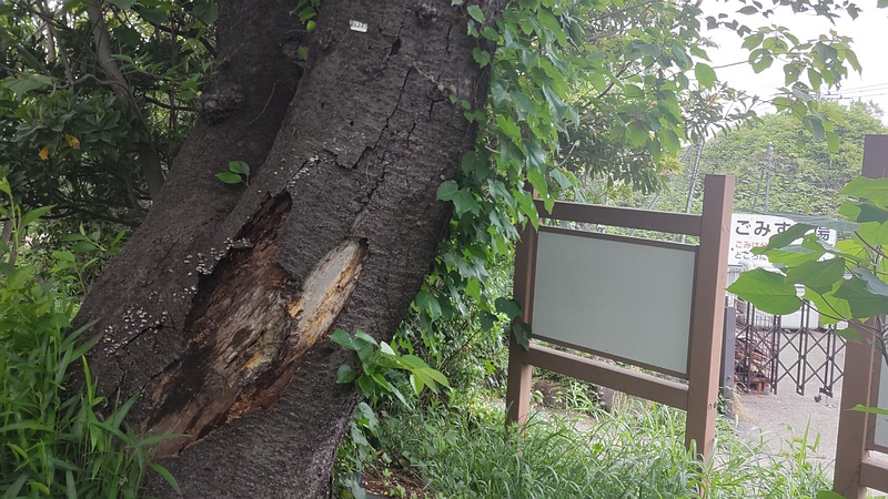 ソメイヨシノ 横浜市旭区大池町こども自然公園