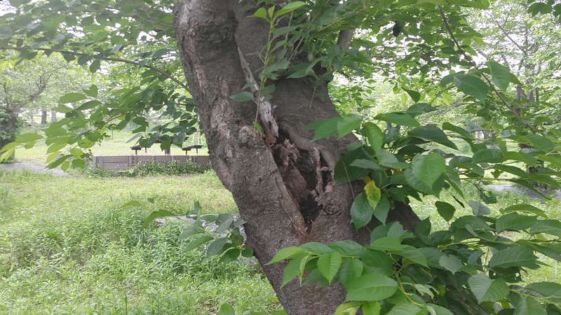 ソメイヨシノ 横浜市旭区大池町こども自然公園