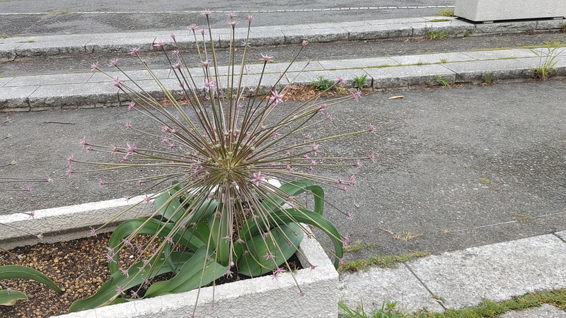 オオハナビニラの花 横浜市旭区大池町こども自然公園