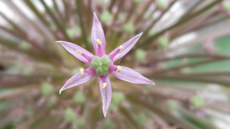 オオハナビニラの花 横浜市旭区大池町こども自然公園