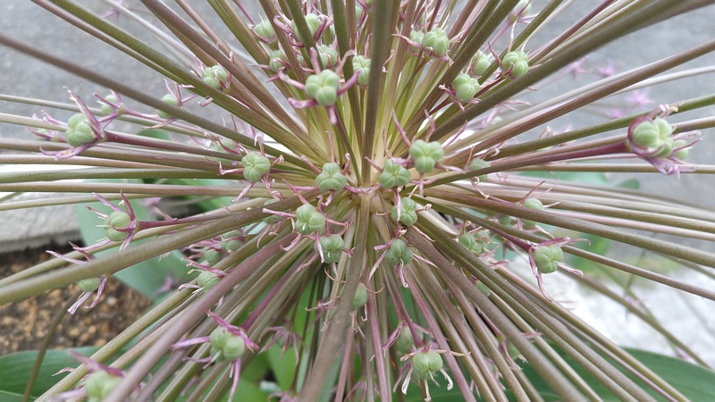 オオハナビニラの花 横浜市旭区大池町こども自然公園