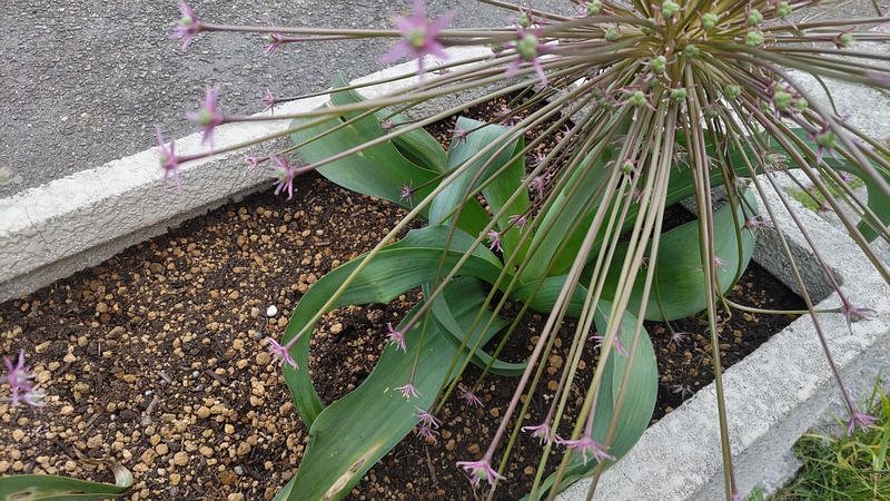 オオハナビニラの花 横浜市旭区大池町こども自然公園