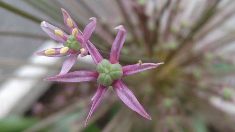 オオハナビニラの花 横浜市旭区大池町こども自然公園
