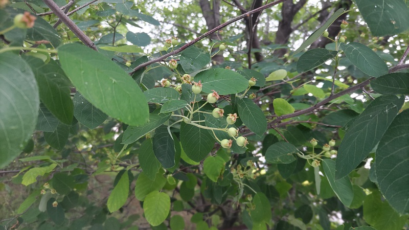 アメリカザイフリボクの若い果実 川崎市幸区創造のもり