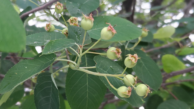 アメリカザイフリボクの若い果実 川崎市幸区創造のもり