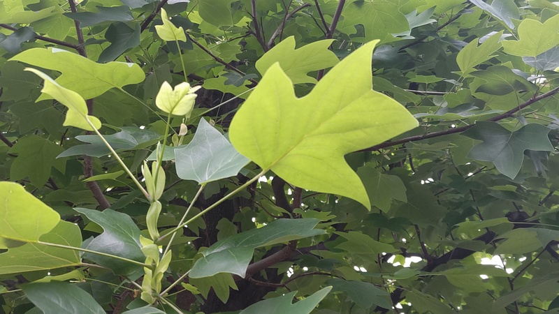 ユリノキの芽 川崎市幸区創造のもり