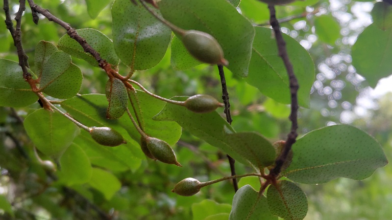ナツグミの若い果実 川崎市幸区さいわいふるさと公園