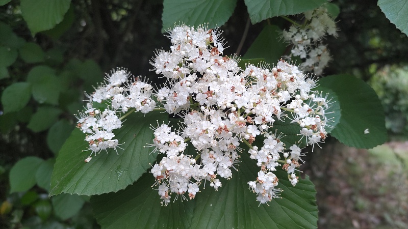 ガマズミの花 川崎市幸区さいわいふるさと公園