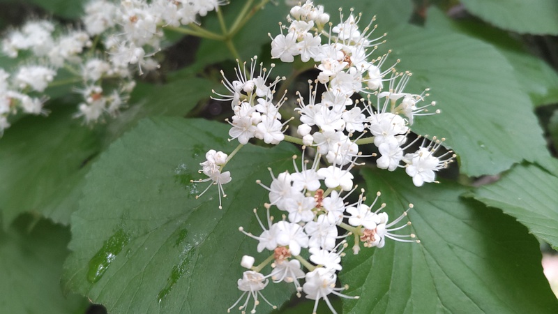 ガマズミの花 川崎市幸区さいわいふるさと公園