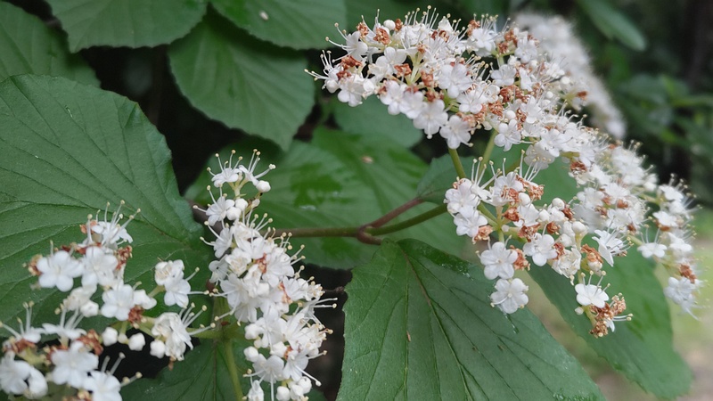 ガマズミの花 川崎市幸区さいわいふるさと公園