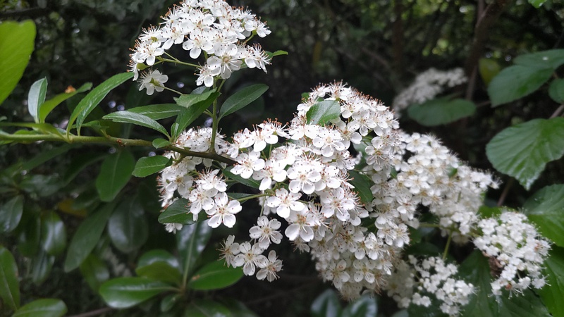 タチバナモドキの花 川崎市幸区さいわいふるさと公園