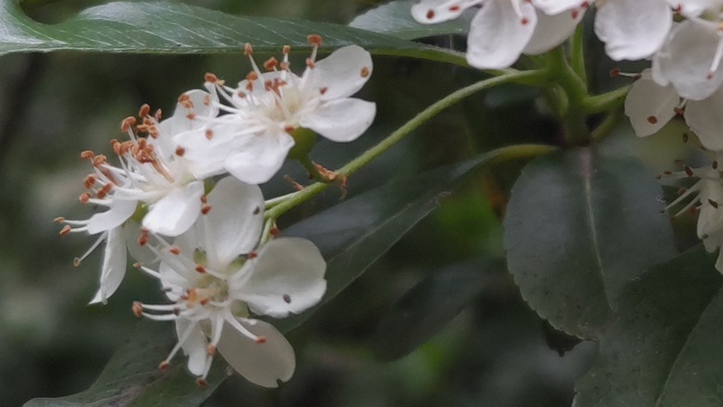 タチバナモドキの花 川崎市幸区さいわいふるさと公園