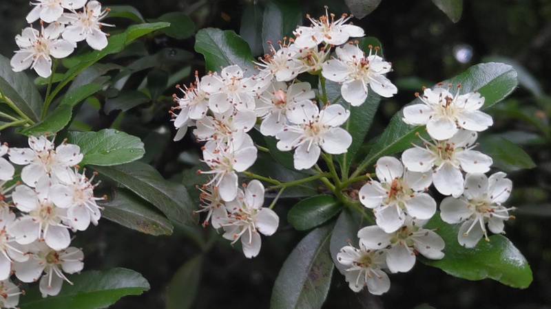 タチバナモドキの花 川崎市幸区さいわいふるさと公園