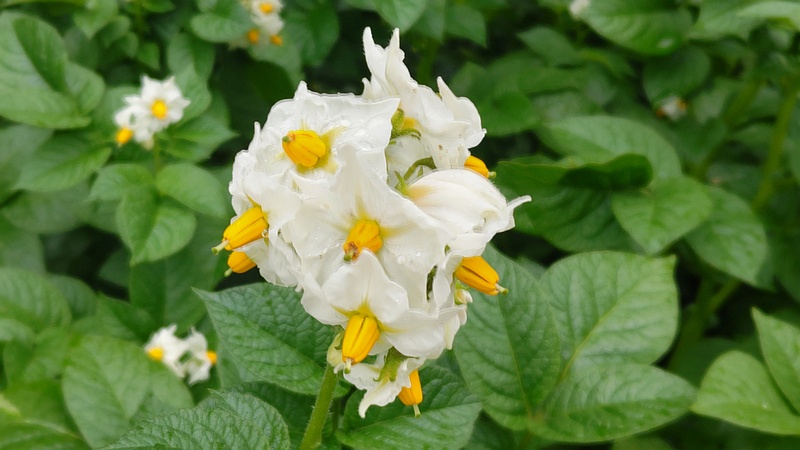 ジャガイモの花 川崎市幸区さいわいふるさと公園