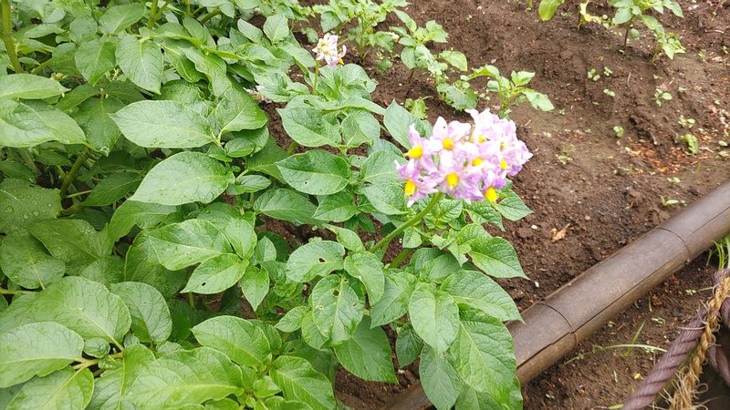 ジャガイモの花 川崎市幸区さいわいふるさと公園