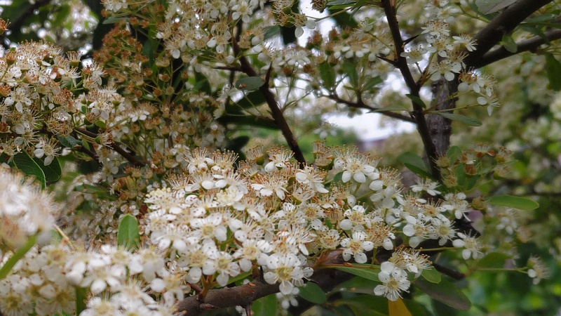 カザンデマリの花 川崎市幸区さいわいふるさと公園