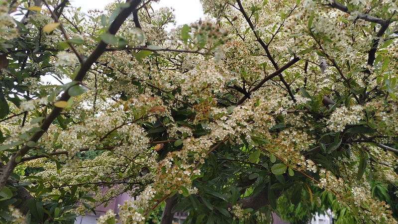カザンデマリの花 川崎市幸区さいわいふるさと公園