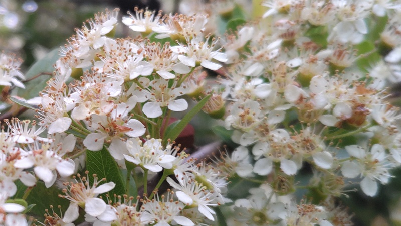 カザンデマリの花 川崎市幸区さいわいふるさと公園