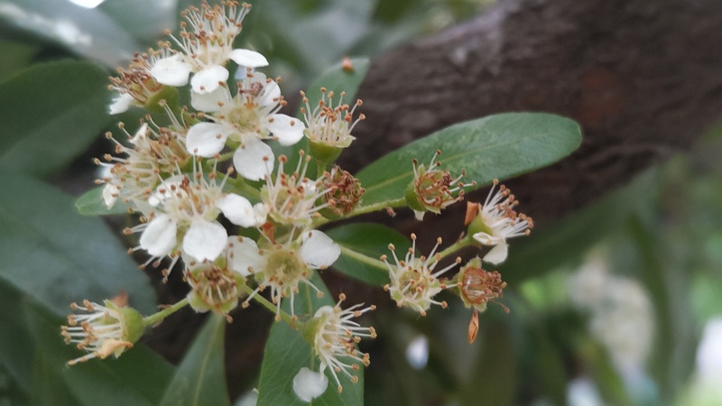 カザンデマリの花 川崎市幸区さいわいふるさと公園