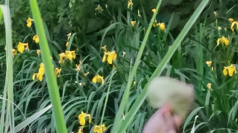 キショウブの花 川崎市幸区さいわいふるさと公園