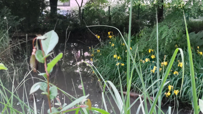 キショウブの花 川崎市幸区さいわいふるさと公園