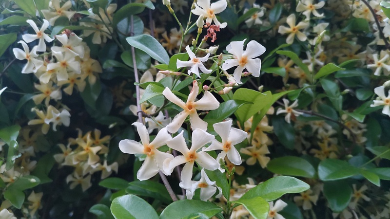 テイカカズラの花 川崎市幸区創造のもり