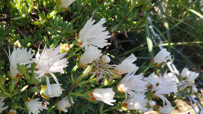 マツバギクの花 川崎市幸区さいわいふるさと公園