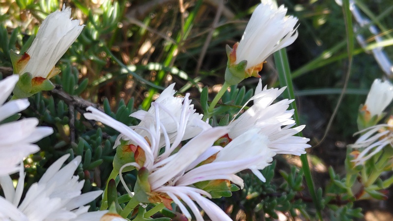 マツバギクの花 川崎市幸区さいわいふるさと公園