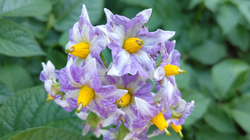 メークインの花 川崎市幸区さいわいふるさと公園