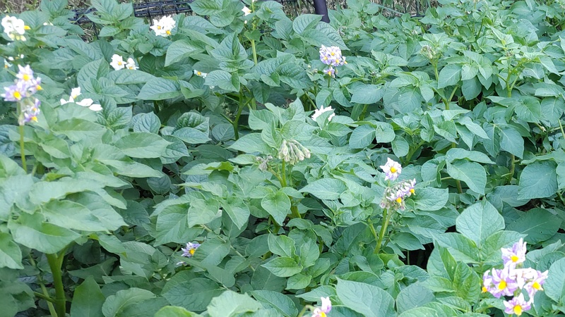 ジャガイモの花 川崎市幸区さいわいふるさと公園