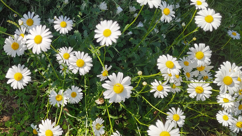フランスギクの花 川崎市幸区さいわいふるさと公園