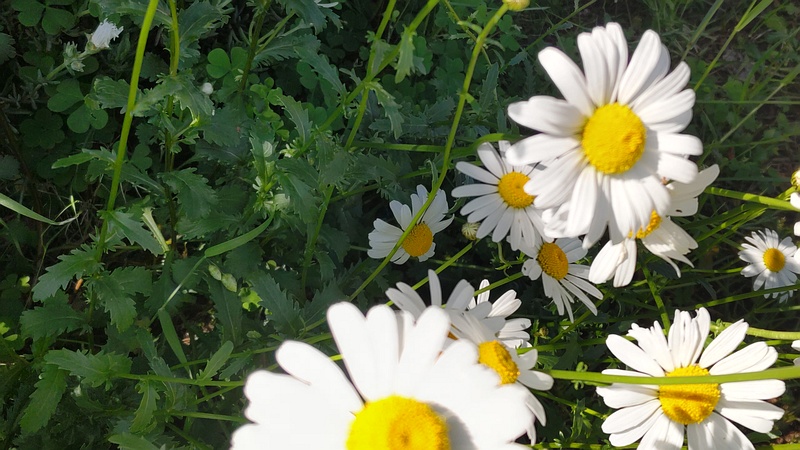 フランスギクの花 川崎市幸区さいわいふるさと公園