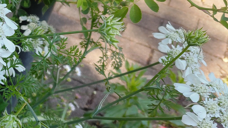 ハナカザリゼリの花 川崎市幸区さいわいふるさと公園