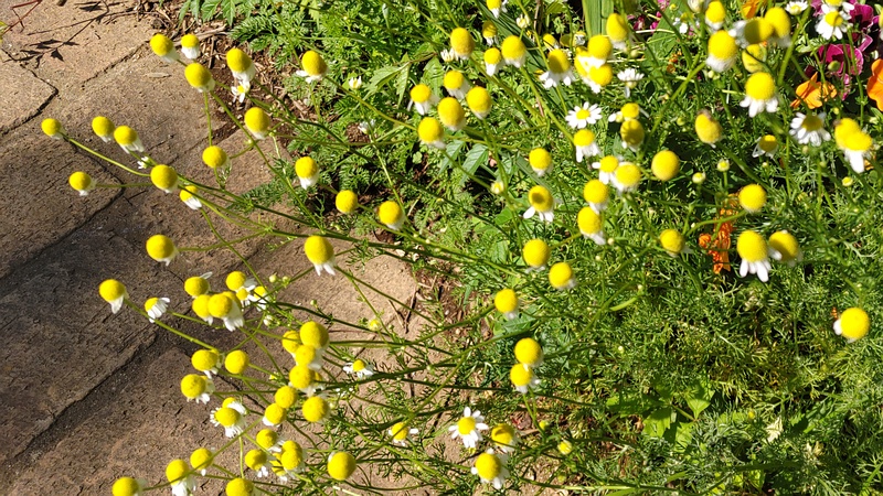 カモミールの花 川崎市幸区さいわいふるさと公園
