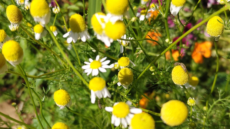 カモミールの花 川崎市幸区さいわいふるさと公園