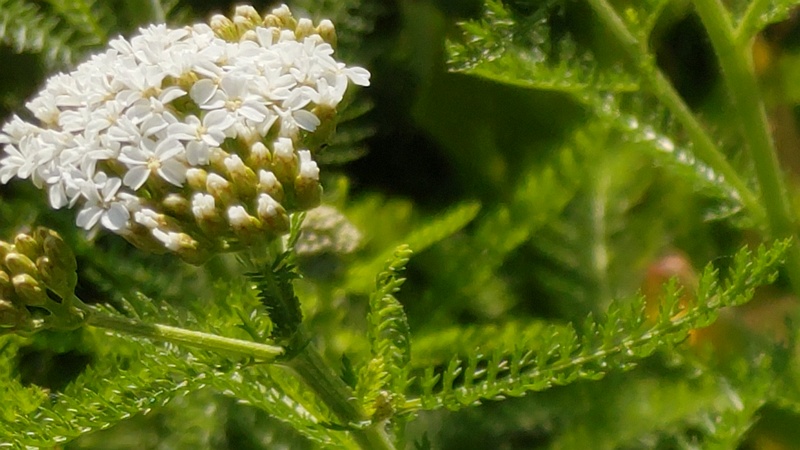 セイヨウノコギリソウの花 川崎市幸区さいわいふるさと公園