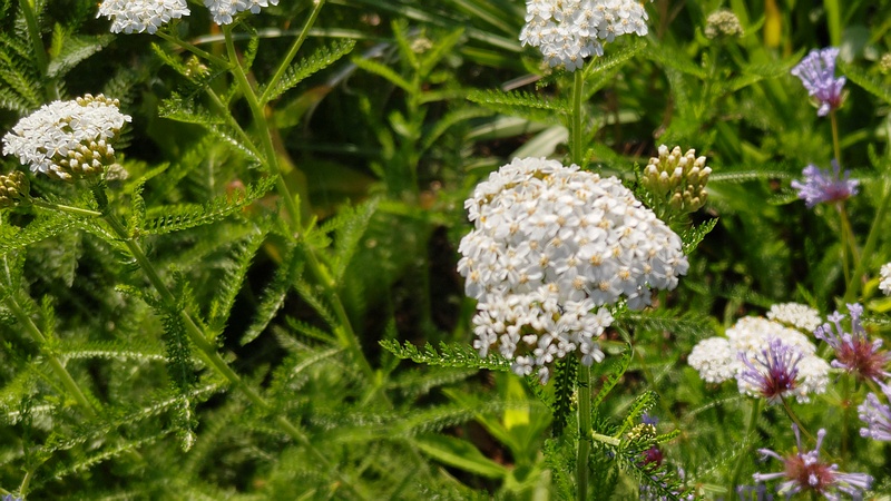 セイヨウノコギリソウの花 川崎市幸区さいわいふるさと公園