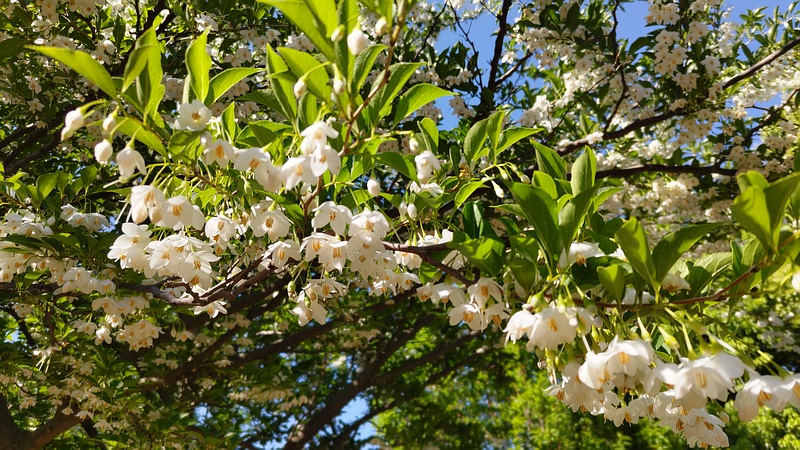 エゴノキの花 川崎市幸区さいわいふるさと公園