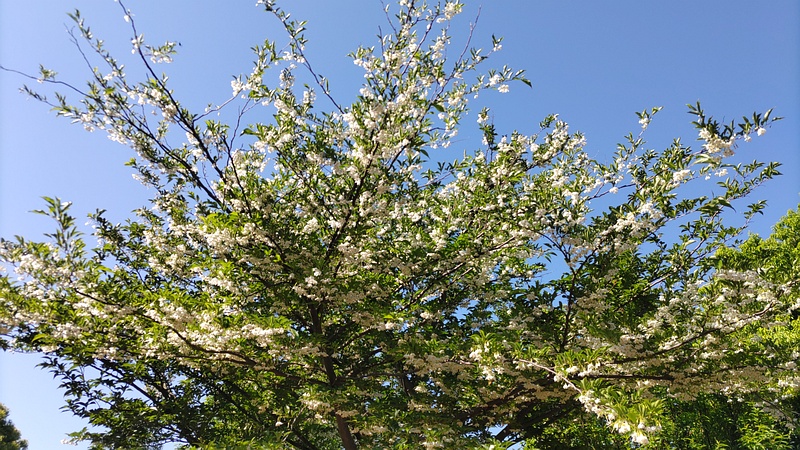エゴノキの花 川崎市幸区さいわいふるさと公園