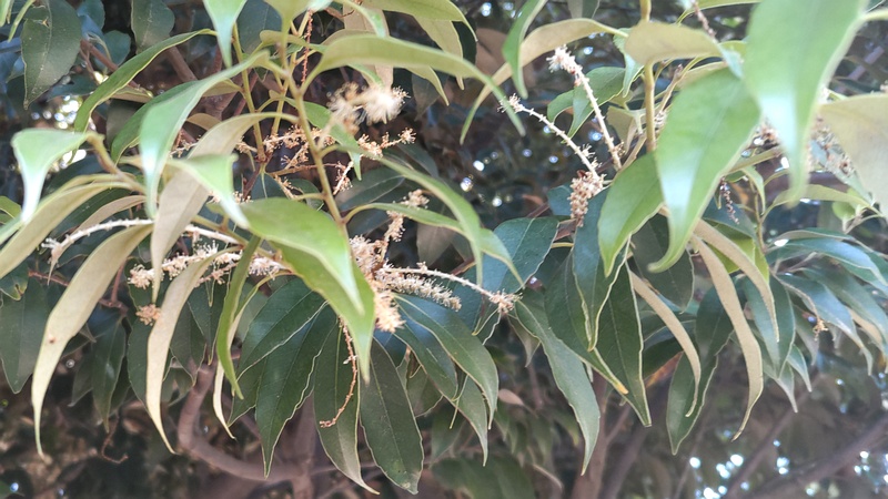 スダジイの花 川崎市幸区さいわいふるさと公園