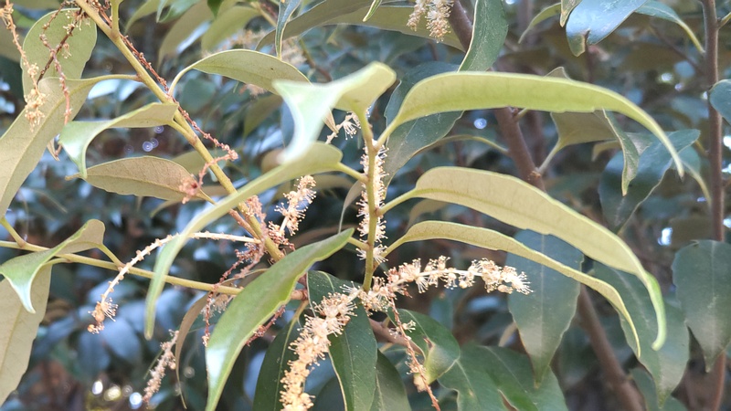 スダジイの花 川崎市幸区さいわいふるさと公園